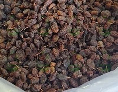 قیمت روز کشمش آفتابی کیسه ای در تهران