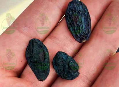 فروش کشمش مویز بی دانه درجه 1