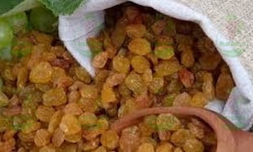 شرکت صادرات انواع کشمش پلویی