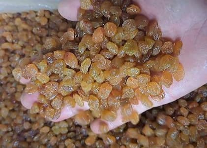 خرید و فروش کشمش تیزابی صادراتی