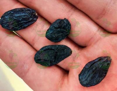 قیمت کشمش مویز تازه و اصل