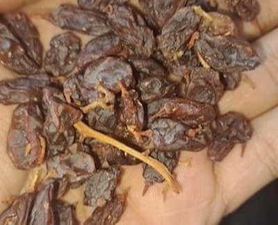 قیمت روز کشمش فخری مراغه