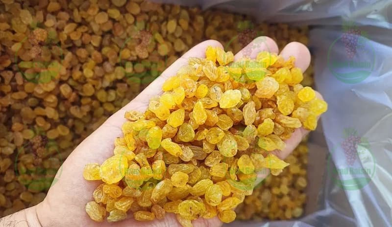 عرضه کننده عمده کشمش های مرغوب 3 عرضه کننده عمده کشمش های مرغوب
