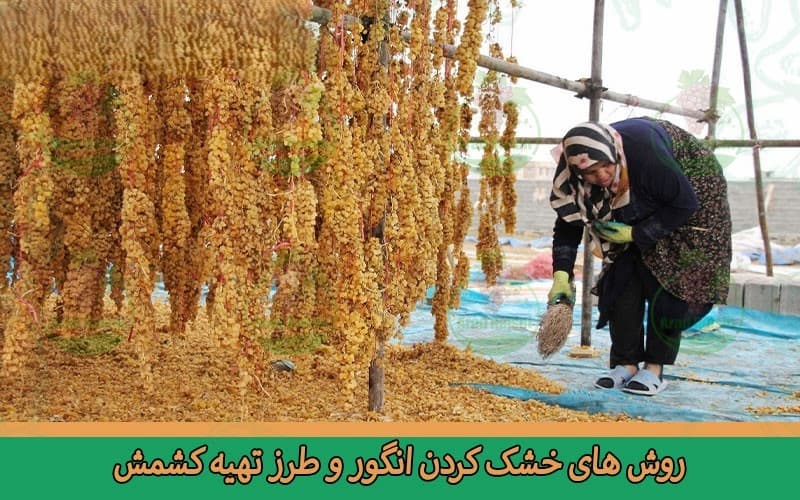 چگونه انگور را تبدیل به کشمش کنیم
