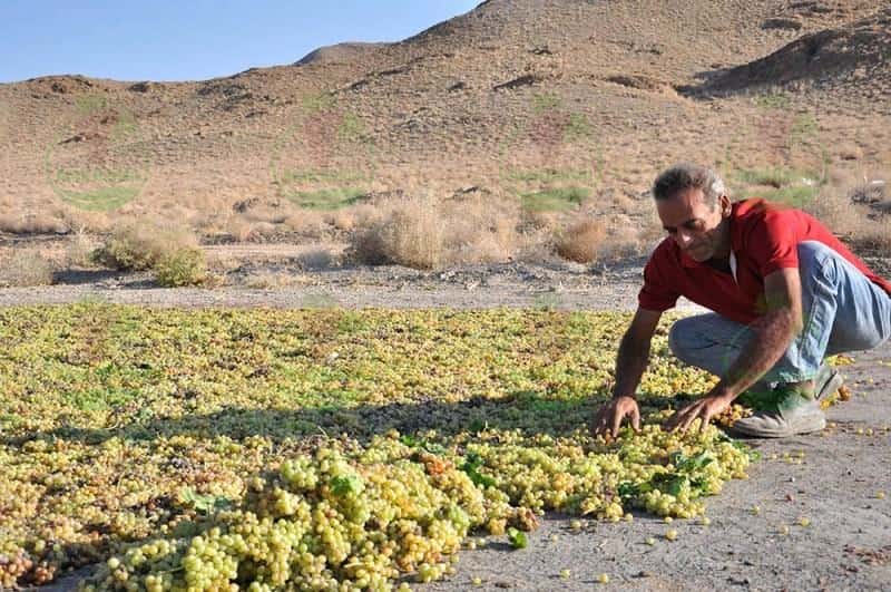 چگونه انگور را تبدیل به کشمش کنیم